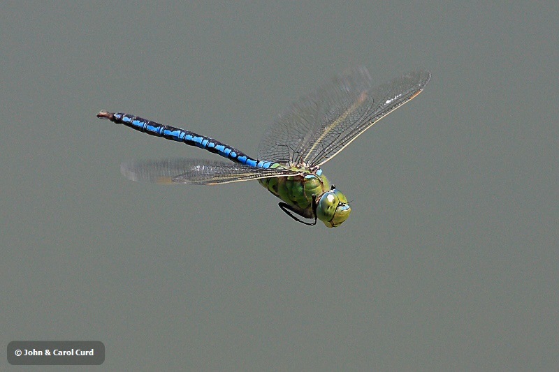 IMG_9920 Anax imperator.JPG